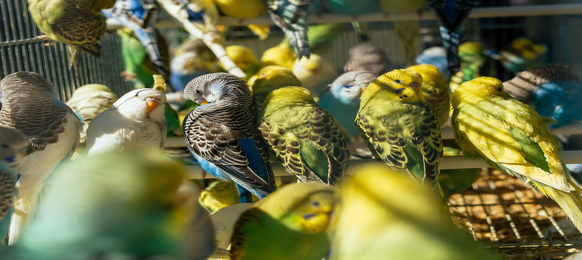 Close up of birds sitting and eating Bird Pro feed that’s on a tree