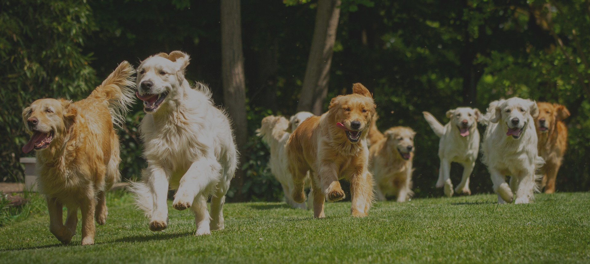 Multiple dogs running in a park