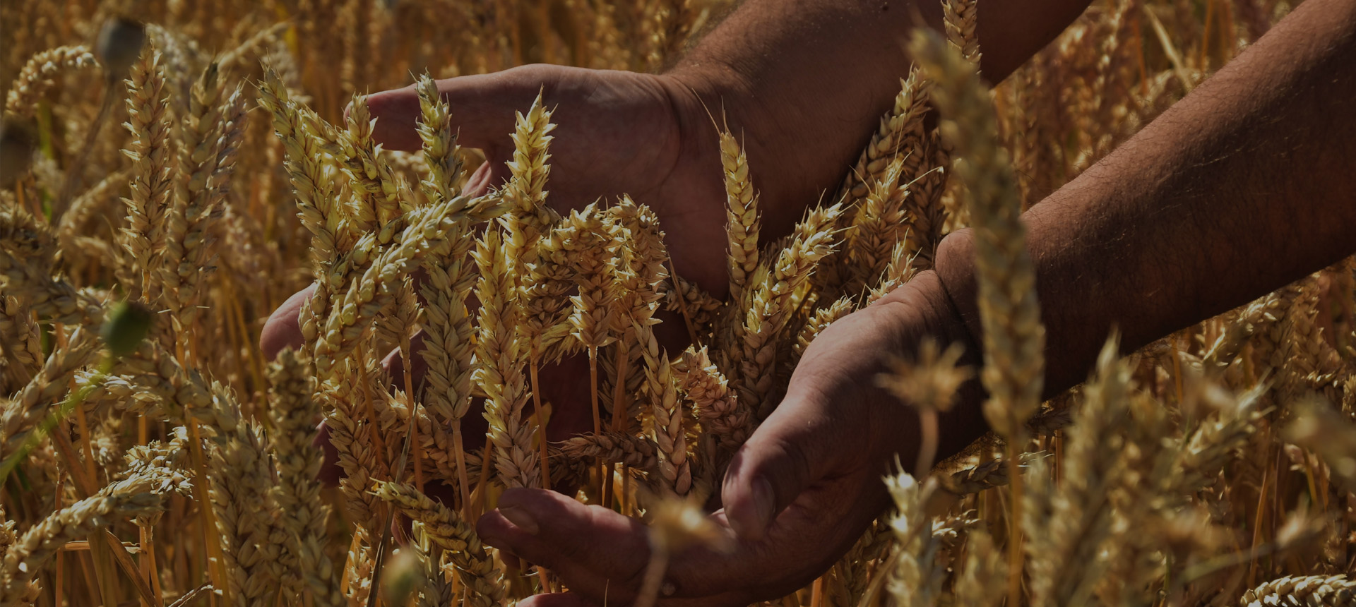 Close up of hands cupping around wheat in a wheat field