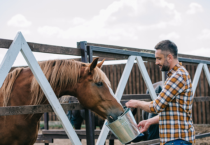 Man in plaid shirt holding a silver bucket, letting horse eat out of it
