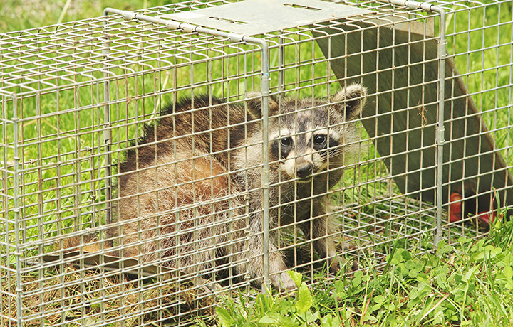 Raccoon in an animal trap
