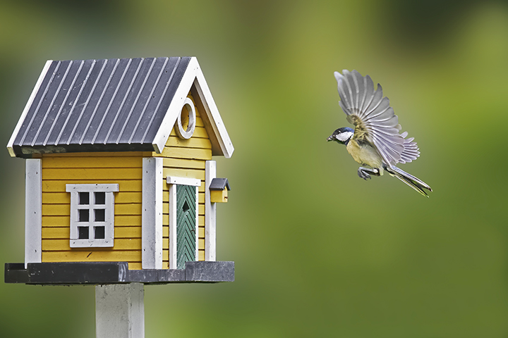 Bird mid flight flying to a house shaped birdhouse