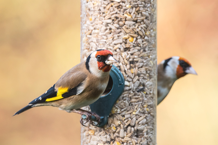 Two birds sitting on a hanging bird feeder