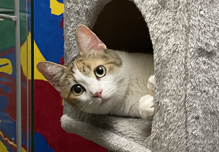 Cat popping its head out of a cat house