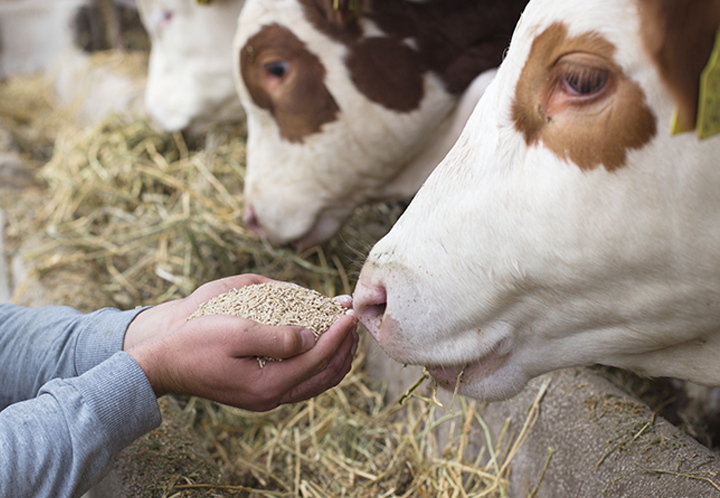 Hands feeding a cow while other cows next to it eat hay