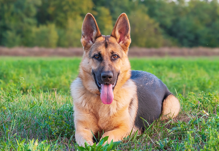 German shepherd dog laying in the grass with its tongue hanging out