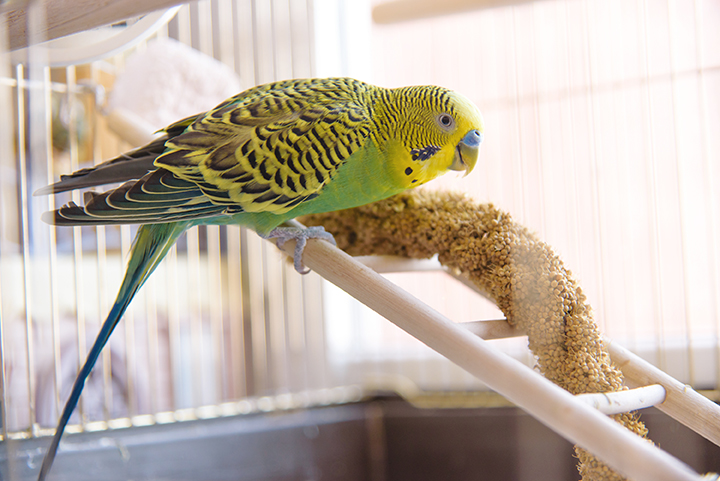 Parakeet inside home bird cage eating Bird Pro food