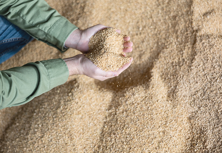 Overhead view of someone grabbing and cupping livestock food from the pile