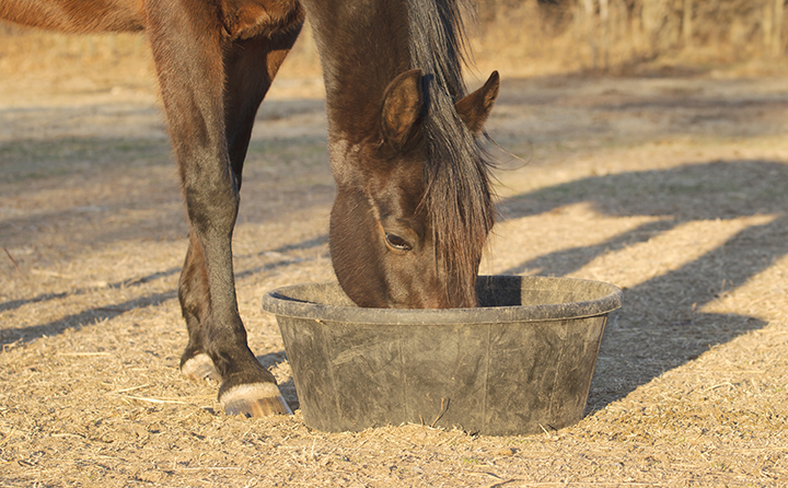 Horse outside eating out of a black shallow bucket