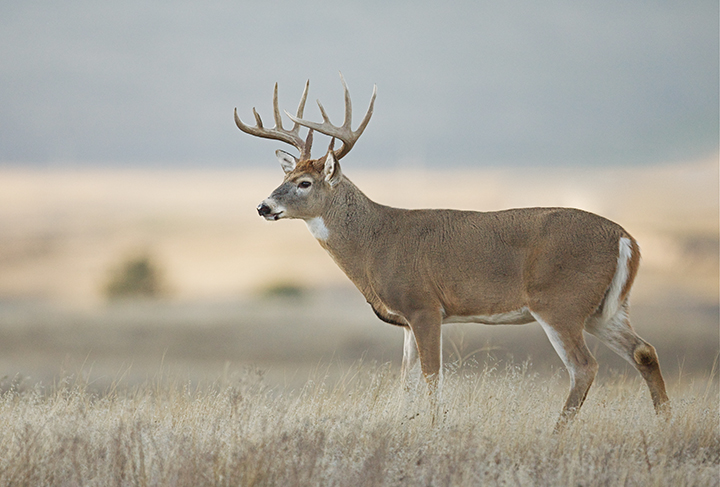 Whitetail deer with antlers standing in a field