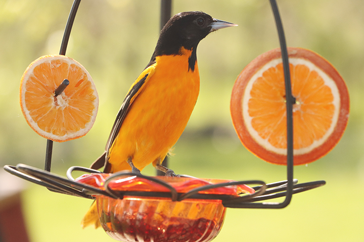 Oriole sitting on a hanging bird feeder with orange slices on it