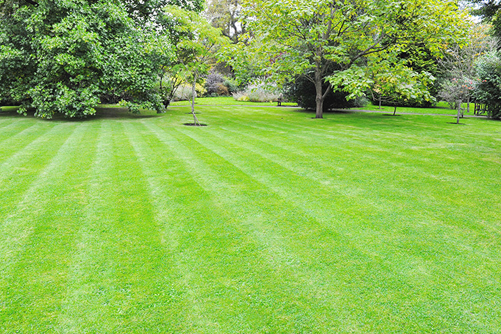 Large open backyard with trees and perfectly green cut lawn