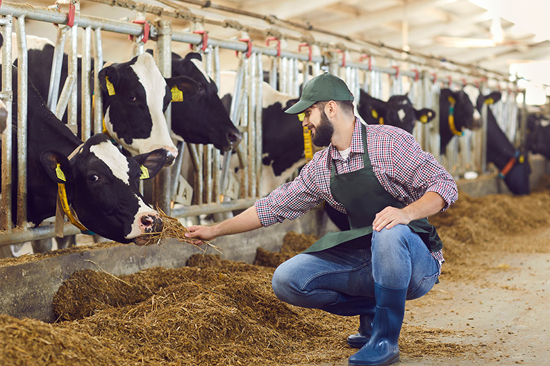 Man in green apron hand feeding a cow in a cow feed barn with hay