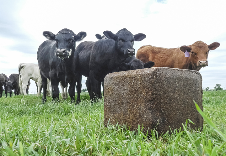Cows in a field with a mineral block in front of them