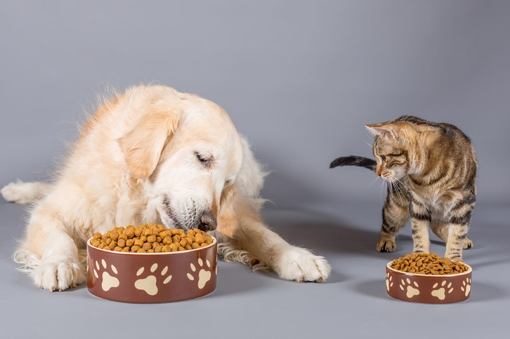 Dog and cat hanging out eating out of matching bowls
