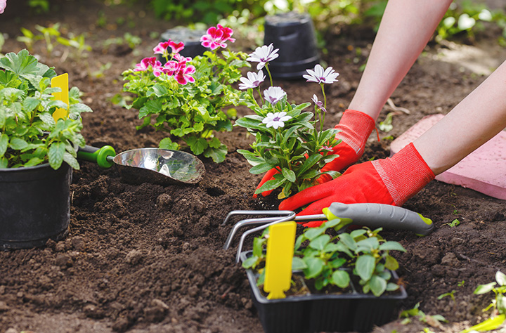 Woman with red gloves planting white flowers in garden bed