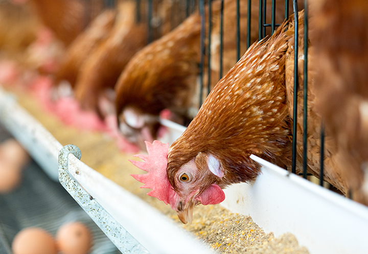 Chickens in a chicken feeder eating