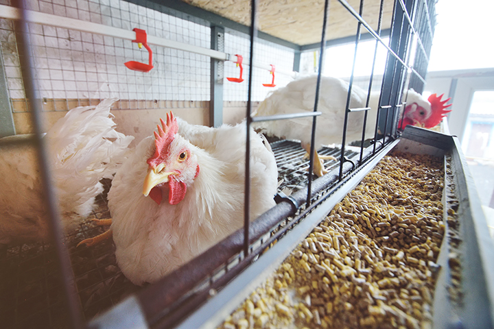 White chicken in a chicken coup