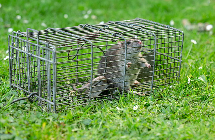 A rodent in an animal trap