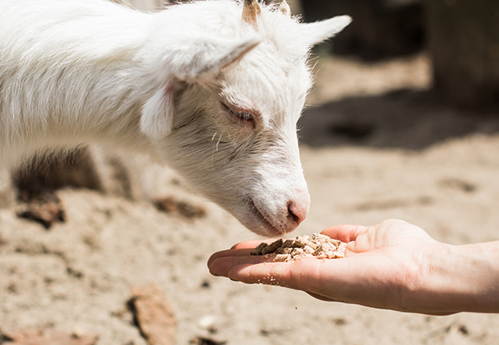 Baby goat eating food out of someone's hand
