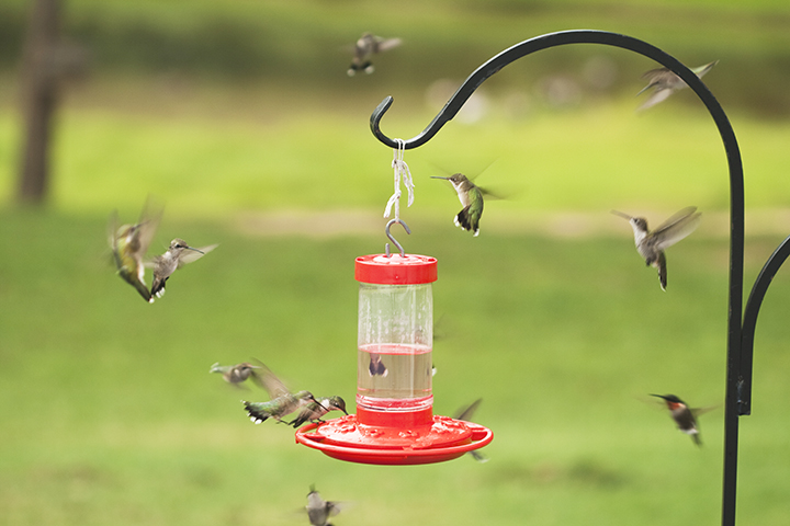 Multiple hummingbirds flying around a hummingbird feeder that is hanging on a shepherds hook