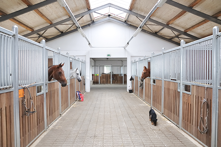 3 horses inside there stables inside the barn