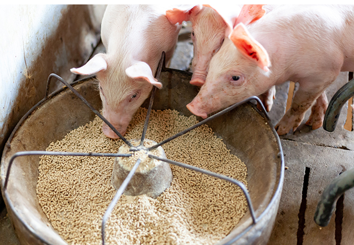 3 pigs eating food out of a feeder