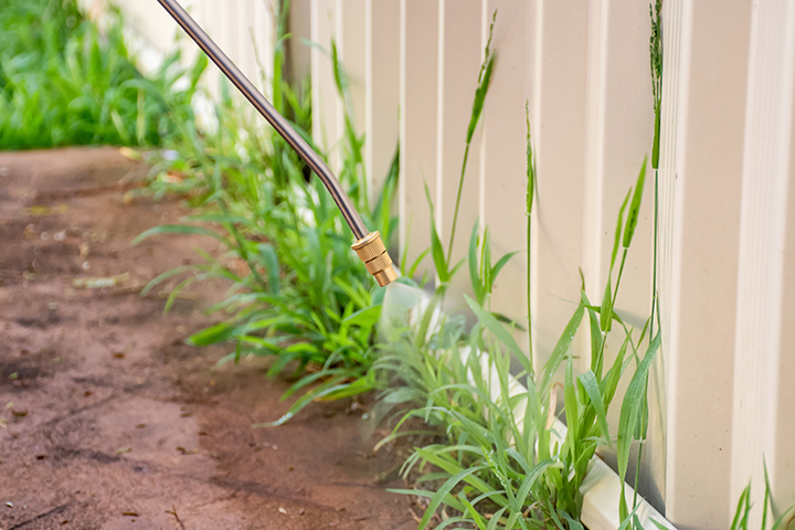 Close up of fence line with weeds and someone spraying weeds with weed spray
