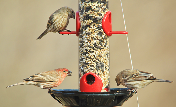 3 wild birds sitting on a hanging bird feeder