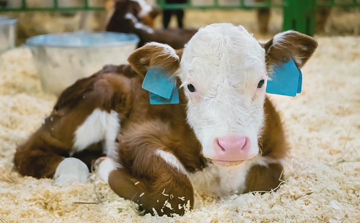 Baby cow laying on a bed of animal bedding
