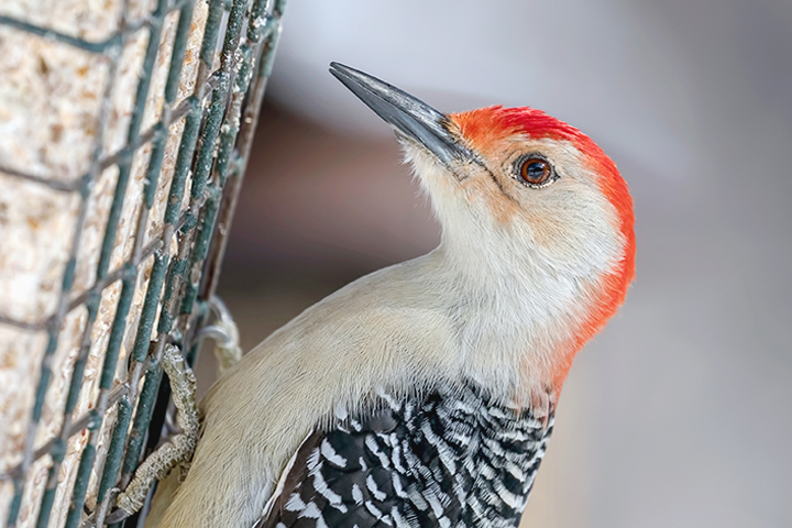 Close up of bird hanging onto a suet bird feeder with food in it