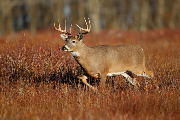 large antlered whitetailed deer walking through a fall field