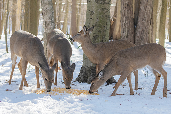 4 whitetail deers eating at the base of a tree in snowy woods