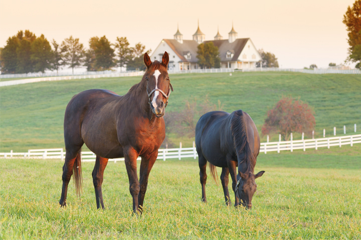 Two horses grazing in field with a house behind them in the distance