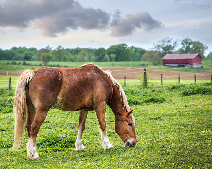 Horse eating and grazing in field