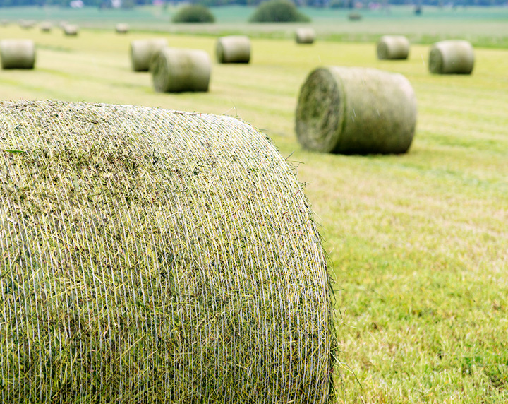 View of a field with many rolled hay bales