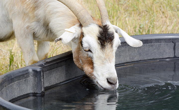 Cream goat drinking water out of a black water container