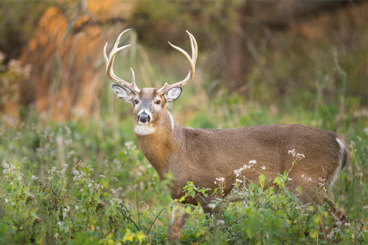 Whitetail deer with large antlers standing in flower field