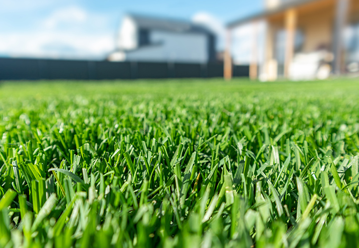 Very close up of grass in backyard