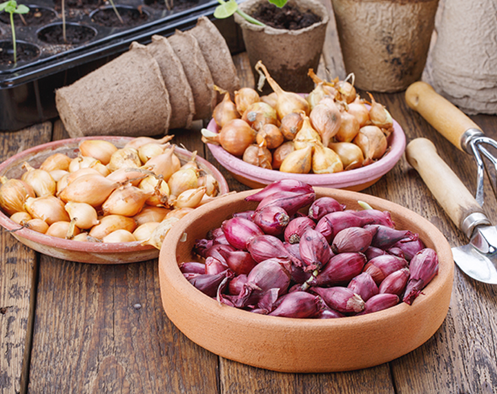 Onion bulbs on deck getting ready to plant