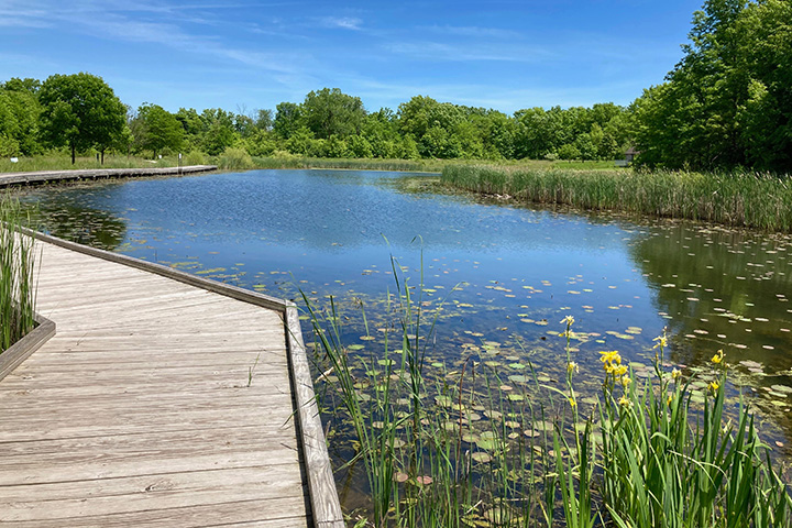 Large pond with walking deck and lily pads