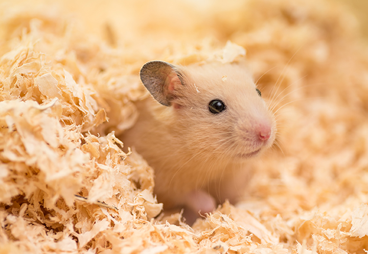 Little mouse poking out of bedding