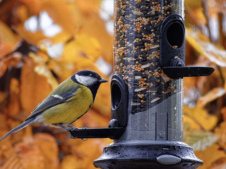Yellow bird sitting and eating form a hanging bird feeder in fall setting