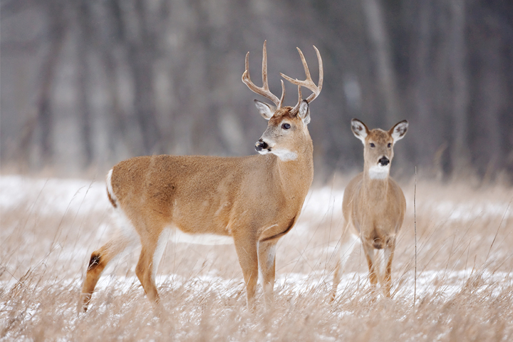 2 whitetail deer, one with antlers in a snowy field