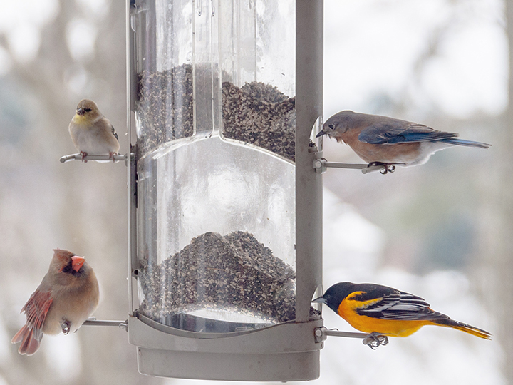Birds at a bird feeder